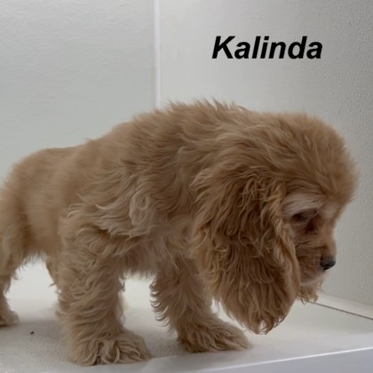 puppy, for, sale, Cocker Spaniel, Joe & Cherri  Overlease, dog, breeder, Miller, MO, dog-breeder, puppy-for-sale, forsale, nearby, find, puppyfind, locator, puppylocator, aca